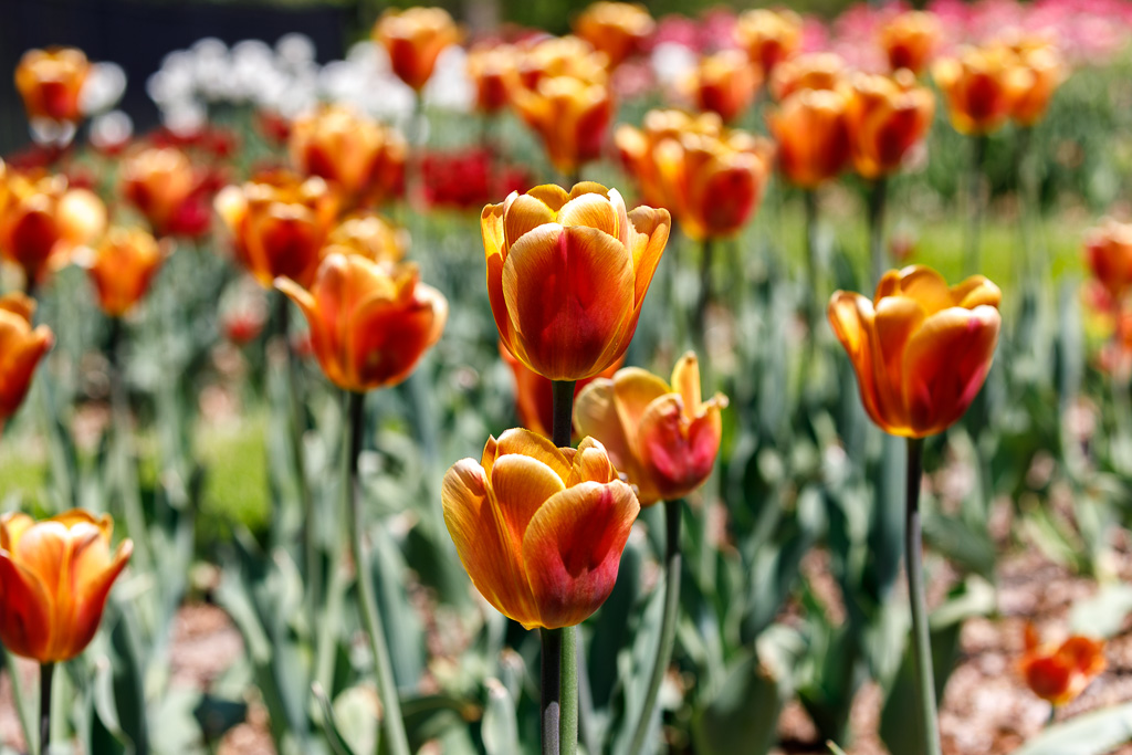 Photo Taken by: Matt Petrowski (www.instagram.com/mfpetrow)