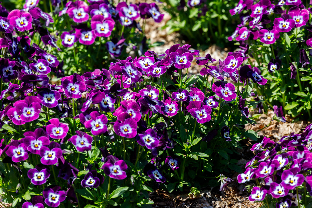Photo Taken by: Matt Petrowski (www.instagram.com/mfpetrow)